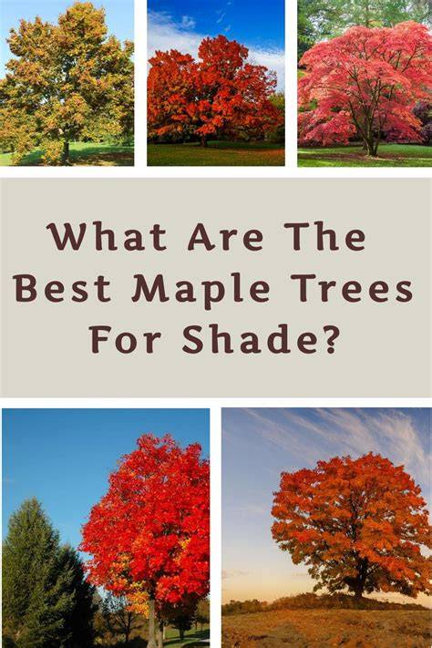 Types Of Hawaii Trees Ideal For Shade And Windbreaks - raincitystudios.com