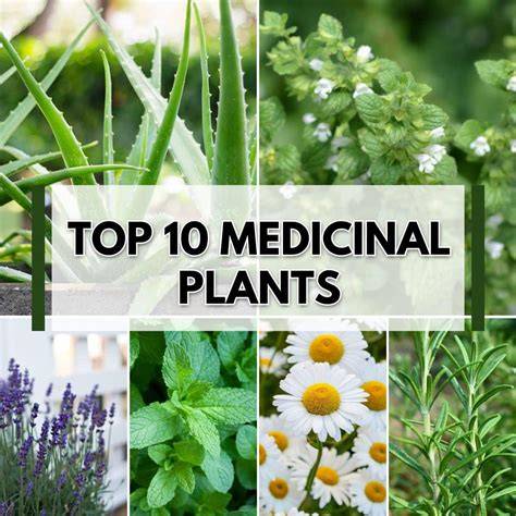 Types of Herbal Gardens | National Medicinal Plants … - raincitystudios.com