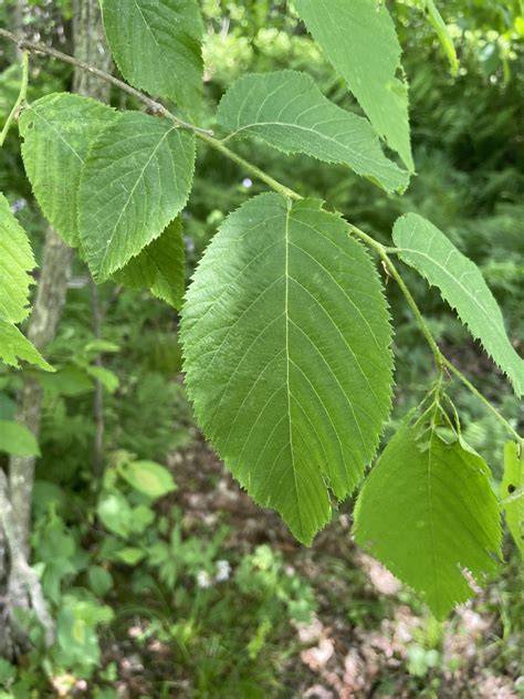 Types of Ironwood Tree (Olneya) ID Chart, Growing Zones - raincitystudios.com
