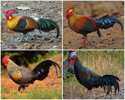 Types of Junglefowl and Their Distinct Characteristics - balustradellc