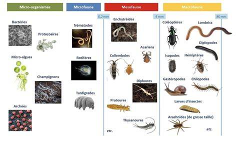Types of Macrofauna and Their Ecological Functions - raincitystudios.com