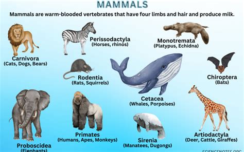 Types of Mammals | Placental, Marsupial & Monotremes - muktibox.com