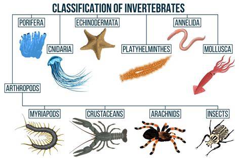 Types of Marine Invertebrates and Their Ecological Roles - raincitystudios.com
