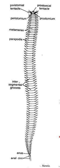 Types of Marine Organisms Study Guide | CK-12 … - raincitystudios.com