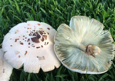 Types Of Mushrooms In Florida - muktibox.com