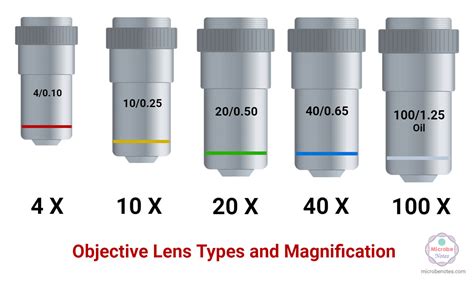 Types of Objective Lens & Their Functions - balustradellc