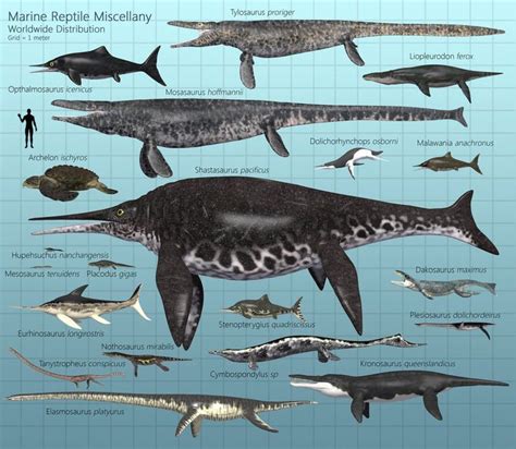 Types of Prehistoric Marine Reptiles - Names and Photos - muktibox.com