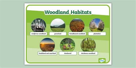 Types of Woodland Habitats - Woodland Trust - raincitystudios.com