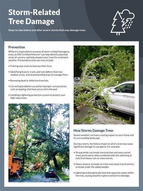Typhoon-related tree damage and conservation implications ... - Springer - raincitystudios.com
