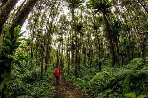typical Indonesian Forest Park - Review of Forest Park ... - Tripadvisor - raincitystudios.com