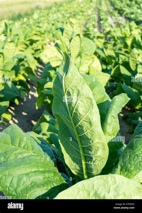 Tabac vert