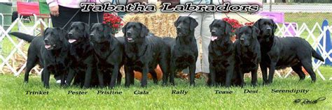 Tabatha Labradors