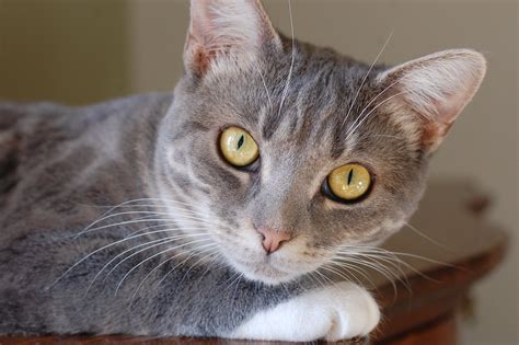 In this engaging video, we dive into "26 Surprising Facts About Tabby Cats" that will captivate and educate cat lovers everywhere! We'll explore all about ta.... 