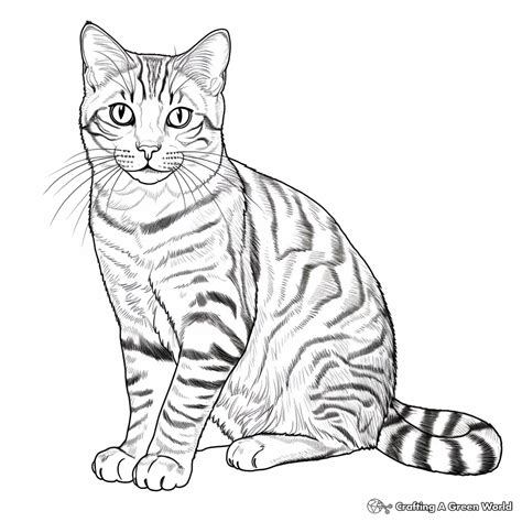 Tabby Cat Coloring Sheet Coloring Pages