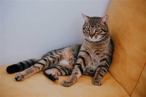 🍆 Tabby_Cat95 Leaked [PPV] 44 Photos