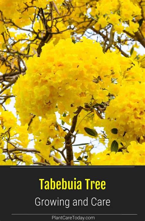 Tabebuia Tree: Growing The Flowering Pink Yellow Tree