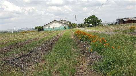 Tabitha Max Blueberry Farm - Tripadvisor