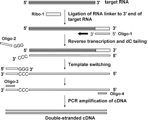 Table 1 from RNAconjugated templateswitching RTPCR method for
