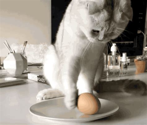 Table Cat GIFs Tenor