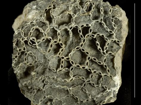 Tabulata. (Chen and Sun 2013), while other fossils, such as Tabulata corals, foraminifera, crinoids, and bivalves, are less com-mon and normally found as fragments in the limestone layers. Biostratigraphic studies indicate that the lower Huangjin Formation in this region is early Visean in age, equivalent to the foraminifera MFZ12 zone (Hance et al. 2011). 