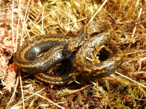 Tachymenoides harrisonfordi. The Tachymenoides harrisonfordi is a newly discovered type of slender snake found in Peru's Andes Mountains. Researchers first spotted one male snake sun-basking in a swamp in May 2022, according ... 
