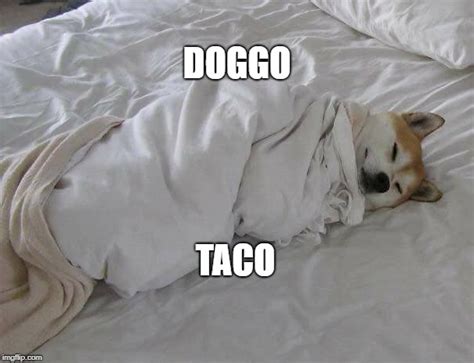 Taco doggo. this channl is going down 
