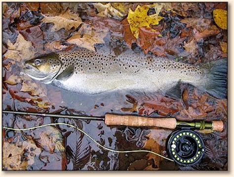 Tactics for Great Lakes Browns - Fly Anglers OnLine