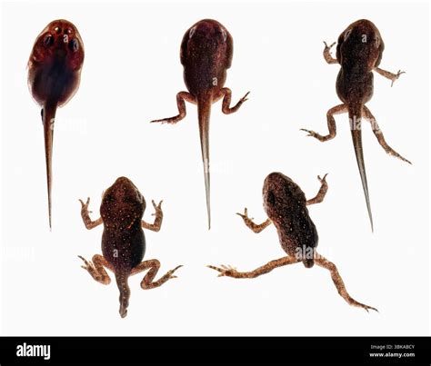 Tadpole Onlyfans Leak
