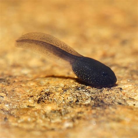 Tadpoles of N. ceylonensis undergo an ontogenetic trophic niche shift from herbivory to carnivory that correlates with a decrease in intestine length and shape (Wickramasinghe et al., 2007). Herbivorous tadpoles are known to have long intestines while obligately carnivorous tadpoles have shorter guts (Altig & Kelly, 1974). Throughout .... 