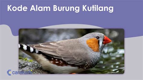 Tafsir mimpi dpt burung kutilang. Cara main qiu qiu pemula. Kode alam mimpi naik.