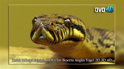 Tafsir mimpi ular kobra togel. Judi slot online terpercaya.