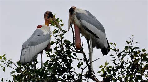 Tag Garuda: Bihar plans GPS trackers for endangered Greater Adjutant Storks