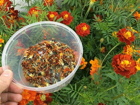 Tagetes frön