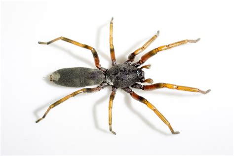 Spiders are grouped into various genera. These genera include species such as funnel-web spiders, orb-weaver spiders, sac spiders, wolf spiders, and hunting spiders. Some of the most frightening spiders are tarantulas in the Theraphosidae family. Many species of venomous spiders are black and red spiders.. 