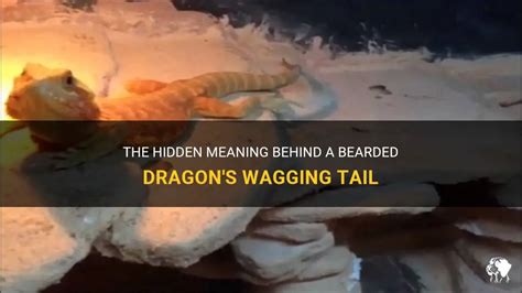 Tail wagging Behavior - Bearded Dragon .org