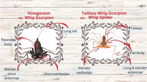 Tailless whip scorpion vs vinegaroon. .  <a href=https://litfa.manifestlao.com/a...