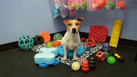 33 Faves for Tails A Wagging from neighbors in Bellingham, WA. Making dogs lives better since 1997! We provide a safe and loving environment in our training based Doggie Day Care and Reward Based Dog Training Facility.. 