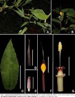 Taiwania - Cryptocoryne joshanii (Araceae), a new species ...