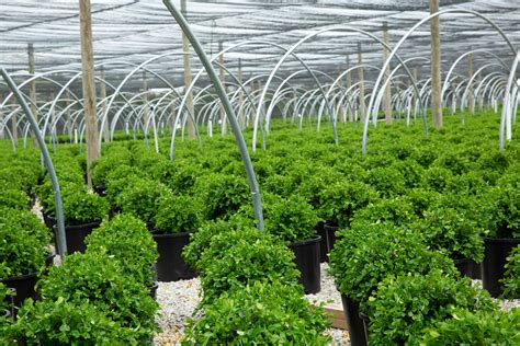 Take A Stroll Through Our Nursery Loma Vista Nursery