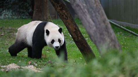 Take heart, it looks like China could send new pandas to the US