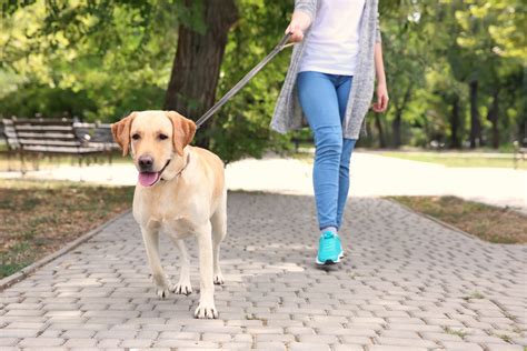 Take the dog for a walk