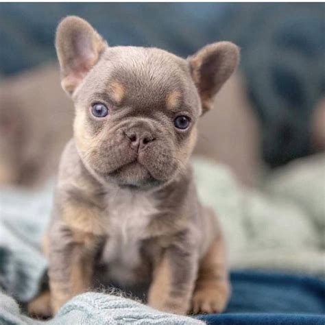 Taking Care Of French Bulldog Puppy