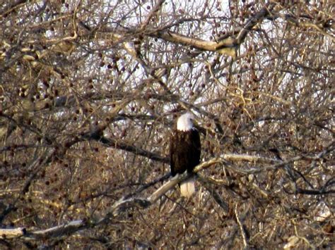 Taking flight: DNR host bald eagle watches in central Indiana