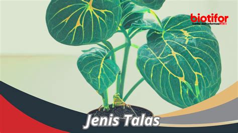 Talas Halı ve Koltuk Yıkama