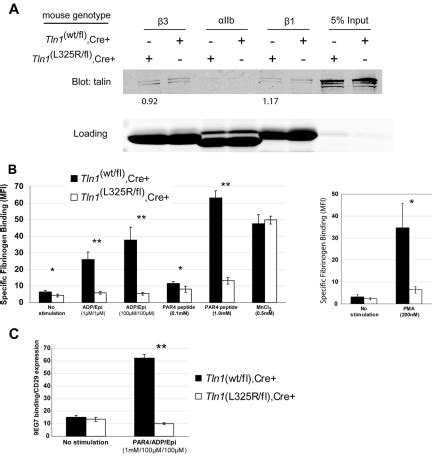 Talin-dependent integrin activation is required for fibrin clot ...