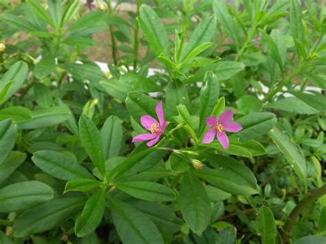 Talinum paniculatum,