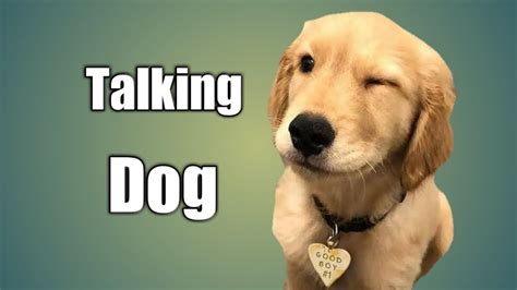 Talk dog video. Method 1. Make a Talking Dog Video Using an Online Video Editor. Method 2. Make a Talking Dog Video Using a Talking Animal App. Tips for Talking Dog … 