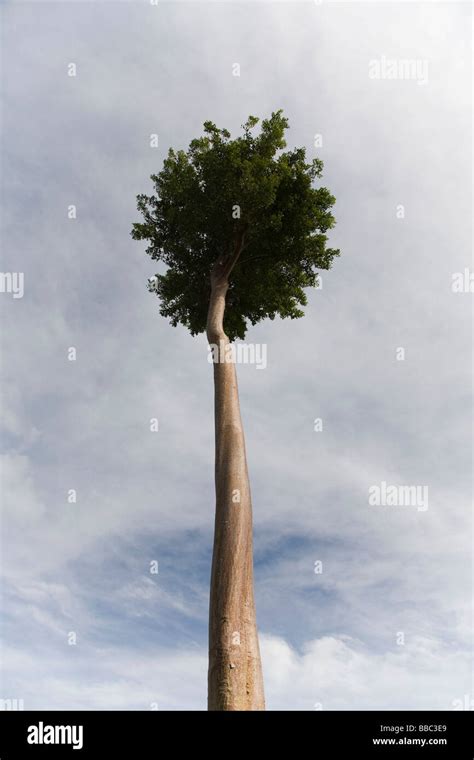 Tall Skinny Tree Pictures, Images and Stock Photos