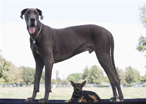 Tall dogs. Currently, the world records for the world’s tallest living dog and the world’s tallest dog ever are both held by a Great Dane. Giant George, as he is called, weighs 250 lbs and is 3 feet 7 inches tall from paw to shoulder. He reportedly consumes 110 lbs of food every month. 