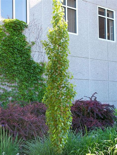 Tall skinny trees. The best columnar trees for landscaping stay narrow to fit perfectly in small yards. Attractive and useful, narrow trees are excellent for planting near a house or balcony. Whether you seek columnar deciduous trees, columnar evergreen trees or tall skinny fruit trees, Nature Hills Nursery has the selection you crave. 